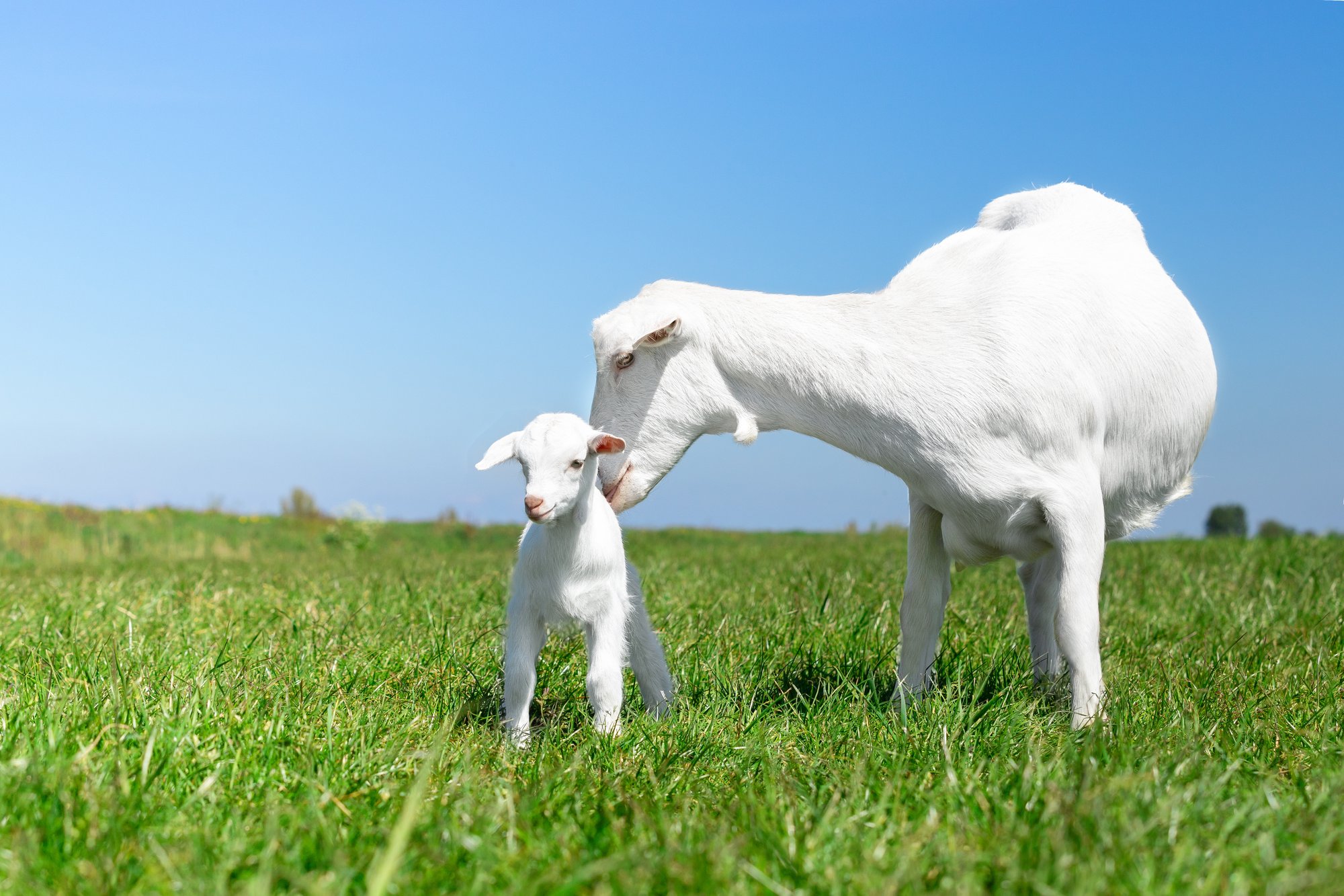 Goats_photo_Mother+baby_goat_16